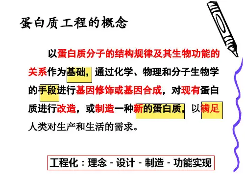蛋白质工程重点
