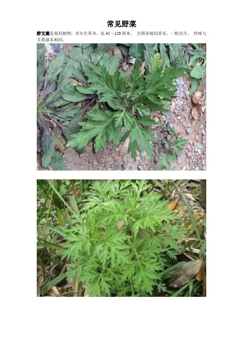 华东地区常见野菜