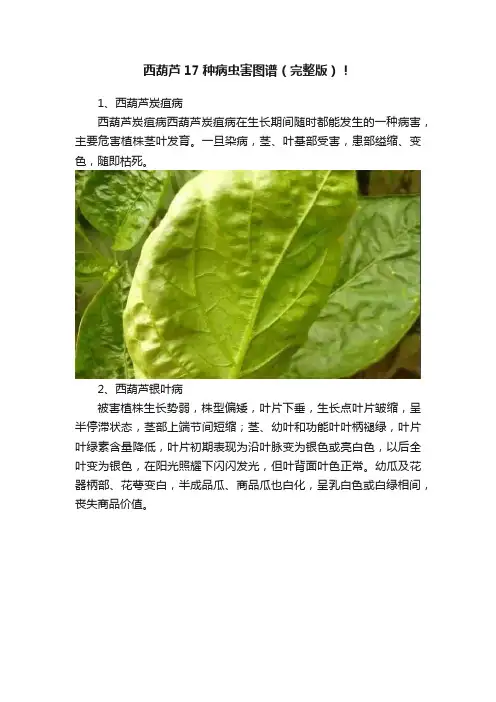 西葫芦17种病虫害图谱（完整版）！