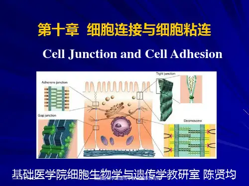 第10章细胞连接与细胞粘连ppt课件
