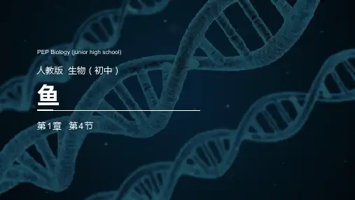 第四节鱼课件人教版生物八年级上册