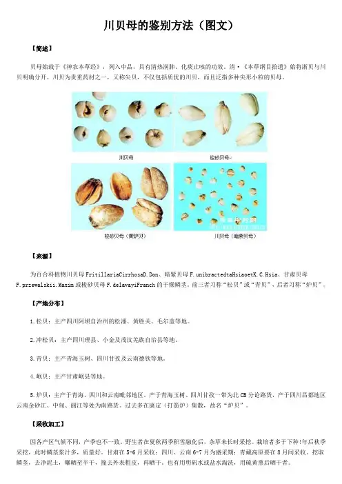 川贝母的鉴别方法图文