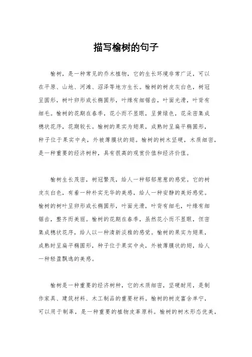描写榆树的句子