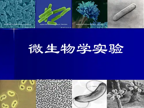 微生物实验