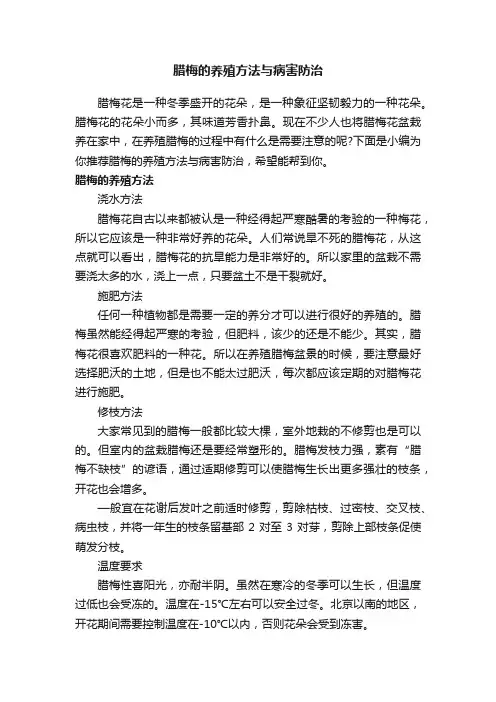 腊梅的养殖方法与病害防治
