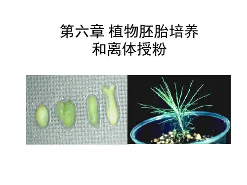 第六章 植物的胚胎培养和离体授粉