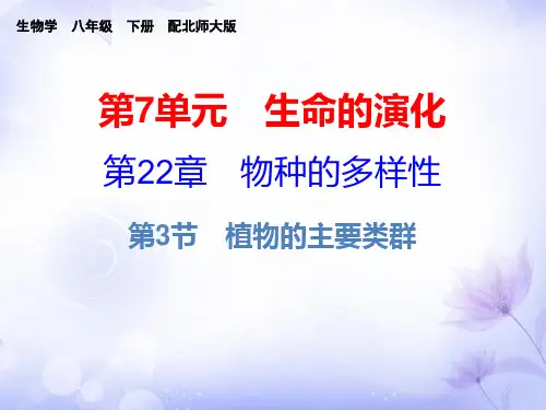 生物八年级下北师大版22.3植物的主要类群课件(15张)