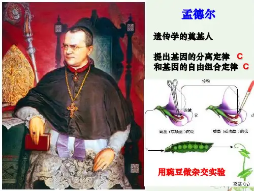 苏教版高中生物必修二基因的自由组合定律复习课课件