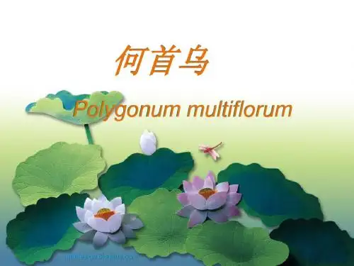 何首乌