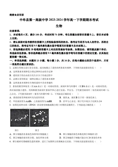 河南省郑州市中牟县第一高级中学2023-2024学年高一下学期期末考试生物学试题(含答案)