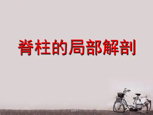 脊柱的局部解剖  ppt课件