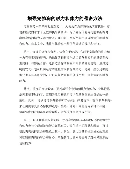 增强宠物狗的耐力和体力的秘密方法