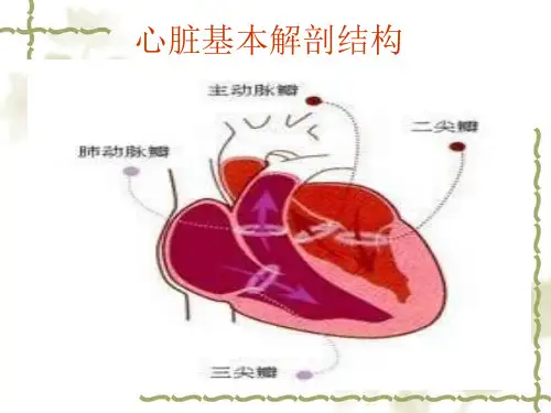 超声心动图在临床中的应用