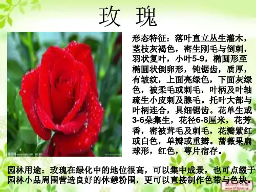 花卉PPT