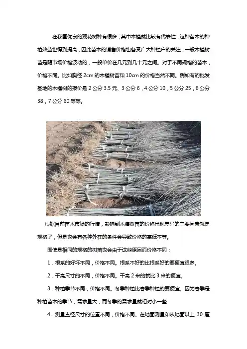 木槿树多少钱一棵
