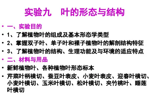 植物学 实验九 叶的形态与结构