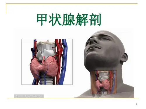 甲状腺解剖