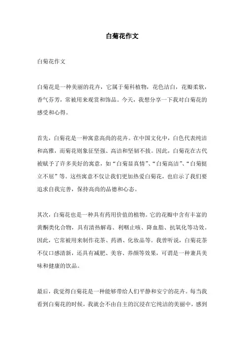 白菊花作文