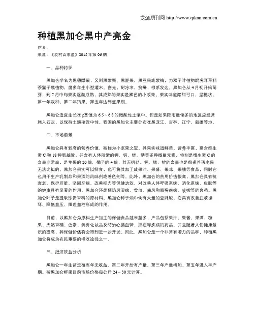 种植黑加仑黑中产亮金