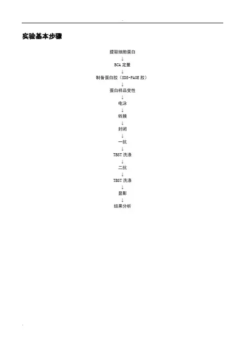 WB实验基本步骤