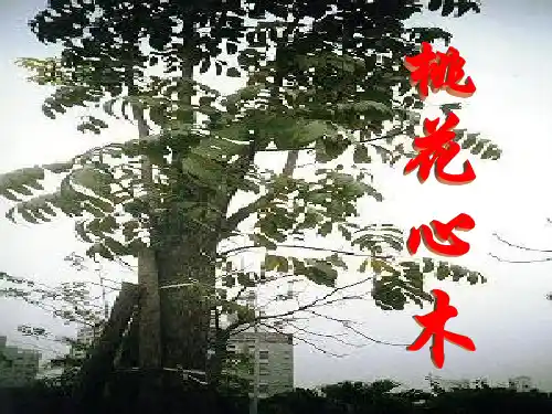 人教版六年级语文下册《桃花心木》课件PPT课件