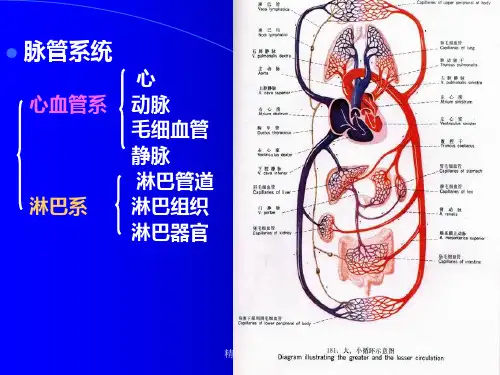 循环系统PPT课件