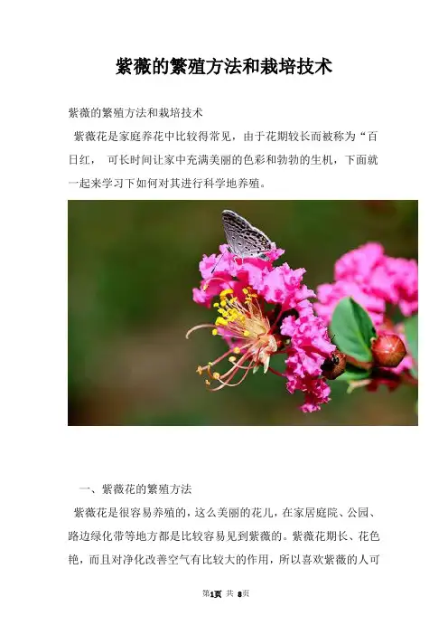 紫薇的繁殖方法和栽培技术