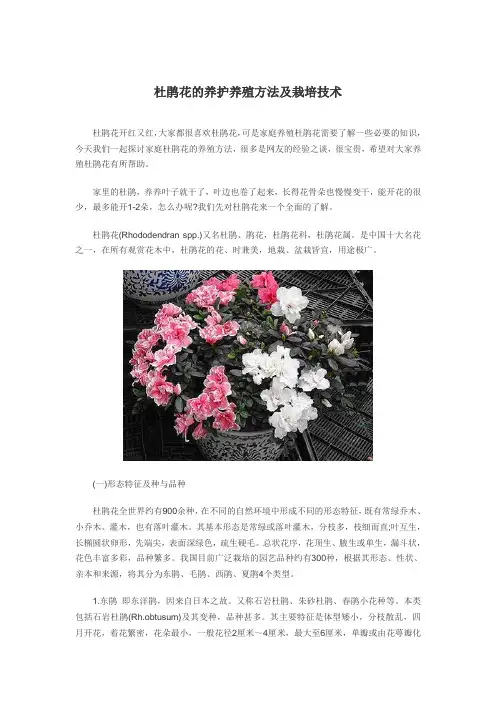 杜鹃花的养护养殖方法及栽培技术