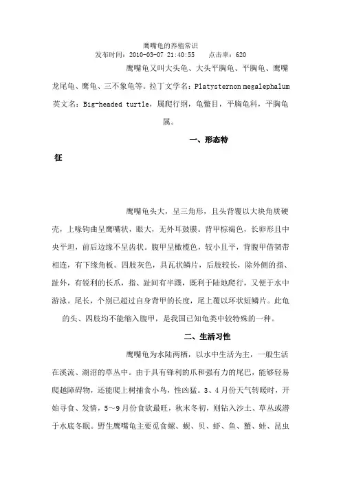 鹰嘴龟的养殖常识