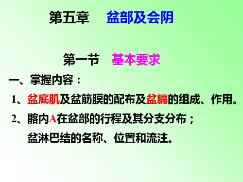 盆部及会阴PPT课件