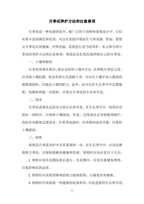 月季花养护方法和注意事项