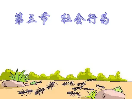 人教版新课标八年级生物上册-社会行为