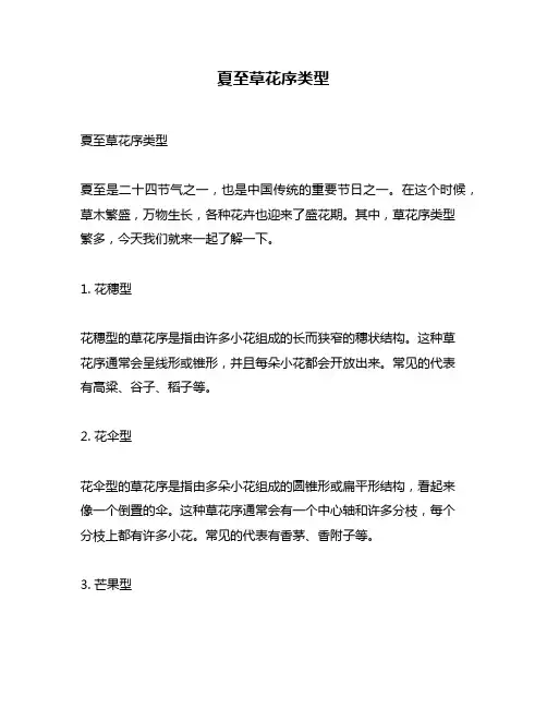 夏至草花序类型