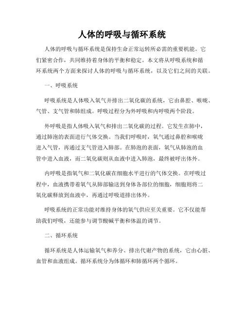 人体的呼吸与循环系统