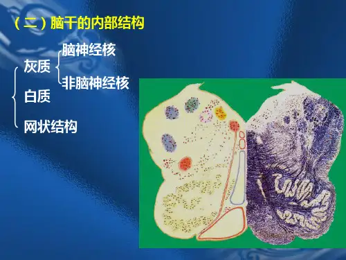 脑干内部结构、间脑、小脑