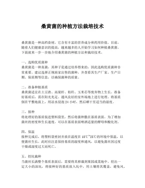 桑黄菌的种植方法栽培技术