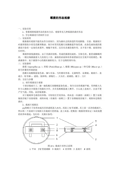 霉菌的形态观察