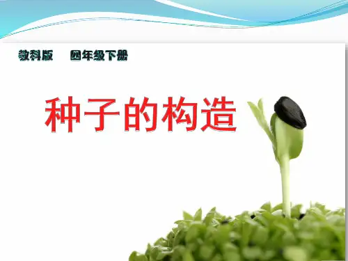 四年级下 花 果实和种子教科版实用PPT (共17张PPT)