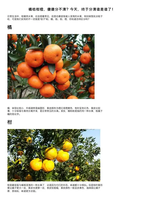 橘桔柑橙，傻傻分不清？今天，终于分清谁是谁了！