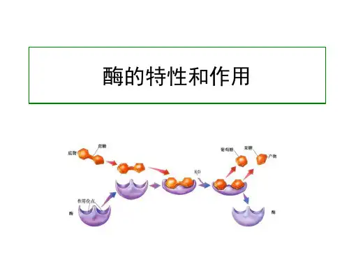 酶的特性和作用 PPT课件