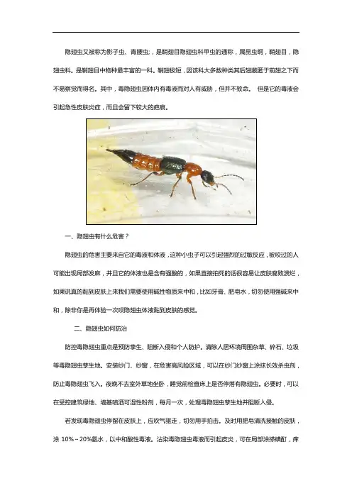 隐翅虫的危害及防治方法