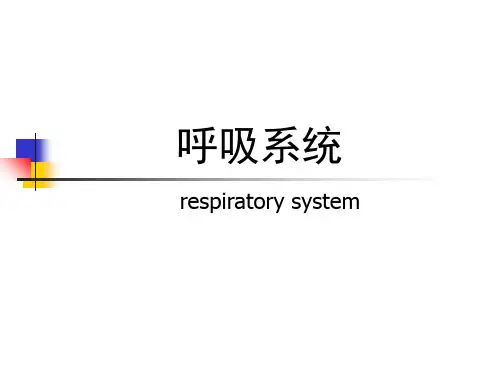 第14章呼吸系统ppt课件