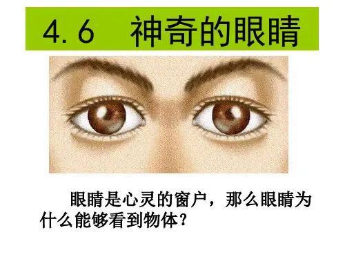 神奇的眼睛 课件 八年级物理全一册