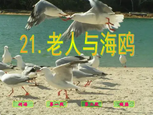 六年级上册语文课件-7.21 老人与海鸥｜人教新课标  (共29张PPT)