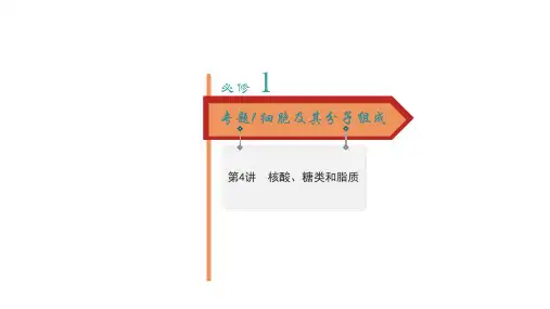 新高考一轮复习人教版核酸糖类和脂质课件