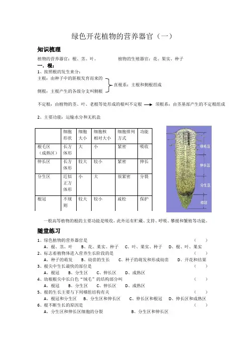 绿色开花植物的营养器官(一)