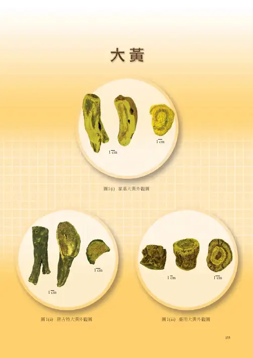 大黄