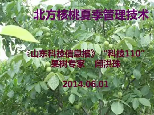 北方核桃夏季管理技术