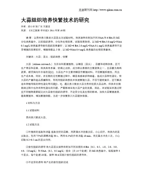 大蒜组织培养快繁技术的研究