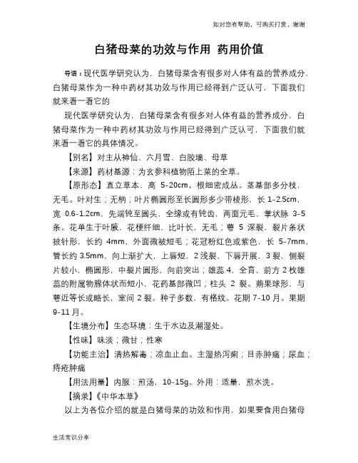 白猪母菜的功效与作用 药用价值